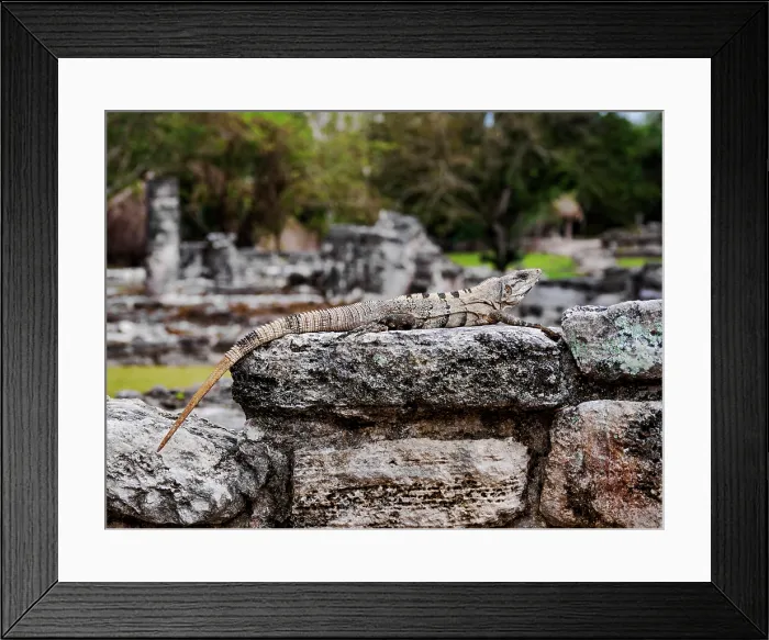 Framed Print : Iguana at San Gervasio Archaeological Site, Cozumel Island, Quintana Roo State, Mexico Framed Print : Iguana at San Gervasio Archaeological Site, Cozumel Island, Quintana Roo State, Mexico