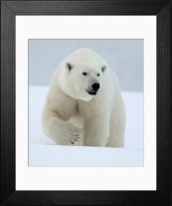 Framed Print : Polar bear walking in snow, Spitsbergen, Svalbard, Arctic, Norway Framed Print : Polar bear walking in snow, Spitsbergen, Svalbard, Arctic, Norway