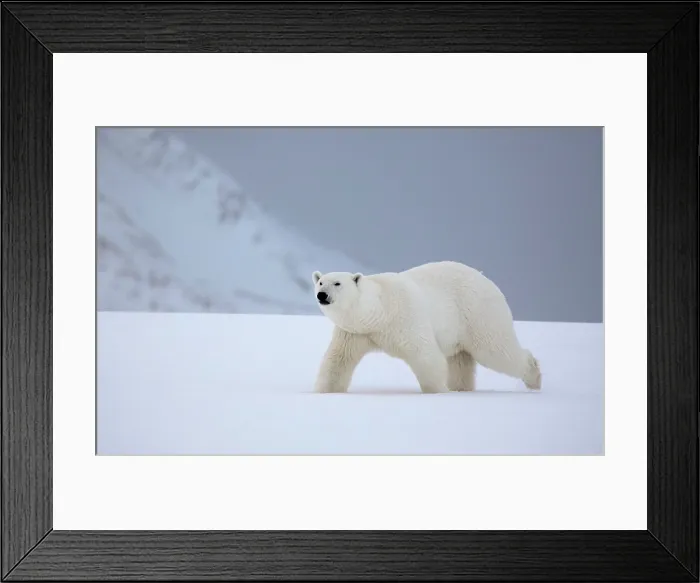 Framed Print : Polar bear walking in snow, Spitsbergen, Svalbard, Arctic, Norway