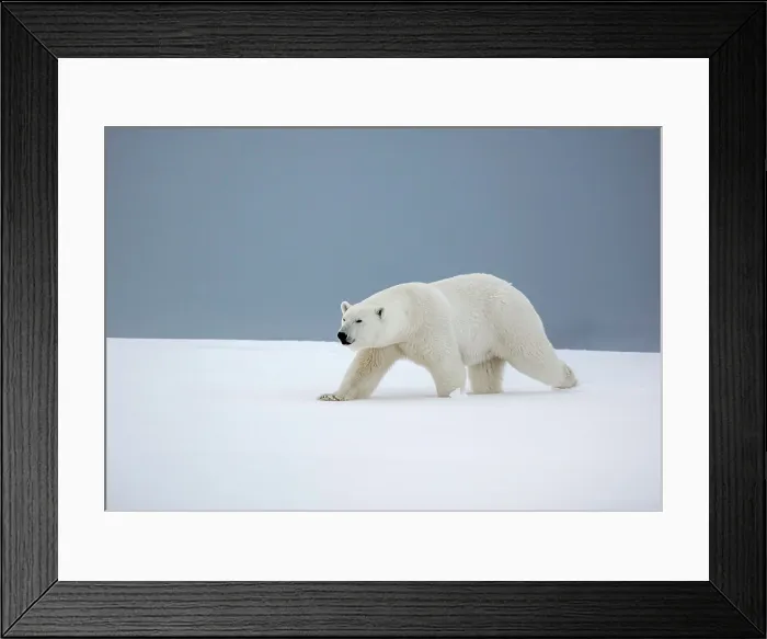 Framed Print : Polar bear walking in snow, Spitsbergen, Svalbard, Arctic, Norway