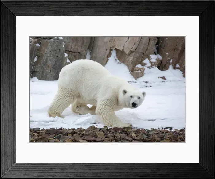 Framed Print : Polar bear in snow, Spitsbergen, Svalbard, Arctic, Norway Framed Print : Polar bear in snow, Spitsbergen, Svalbard, Arctic, Norway