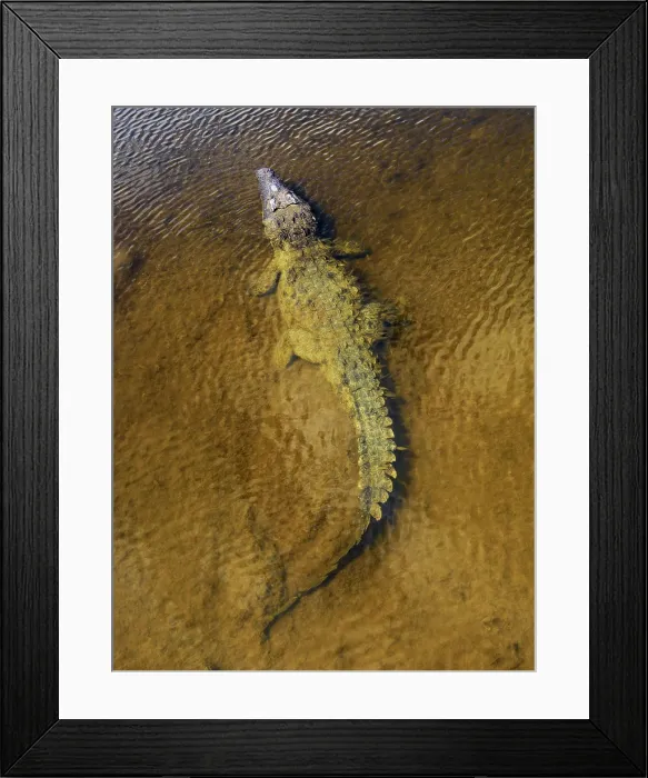Framed Print : Crocodile at the lagoon of Punta Sur, Cozumel Island, Quintana Roo State, Mexico Framed Print : Crocodile at the lagoon of Punta Sur, Cozumel Island, Quintana Roo State, Mexico