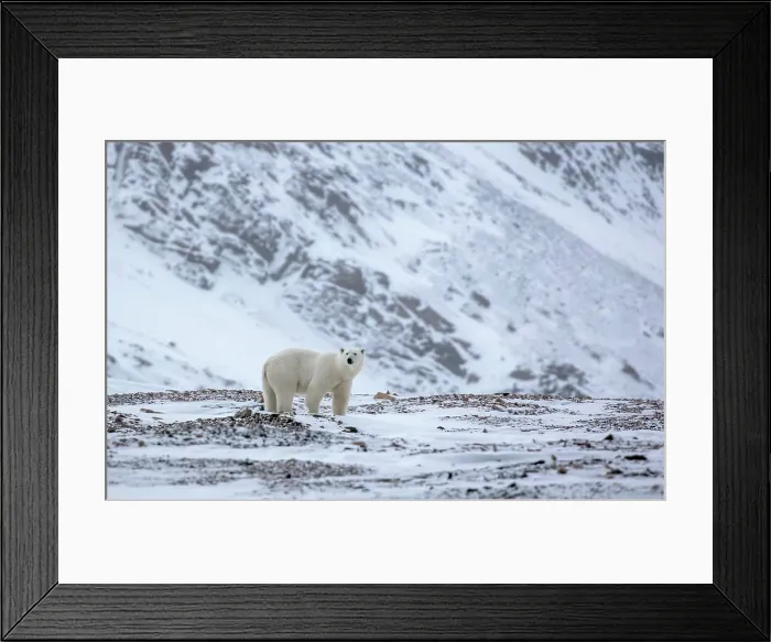 Framed Print : Polar bear in snowy landscape, Spitsbergen, Svalbard, Arctic, Norway Framed Print : Polar bear in snowy landscape, Spitsbergen, Svalbard, Arctic, Norway