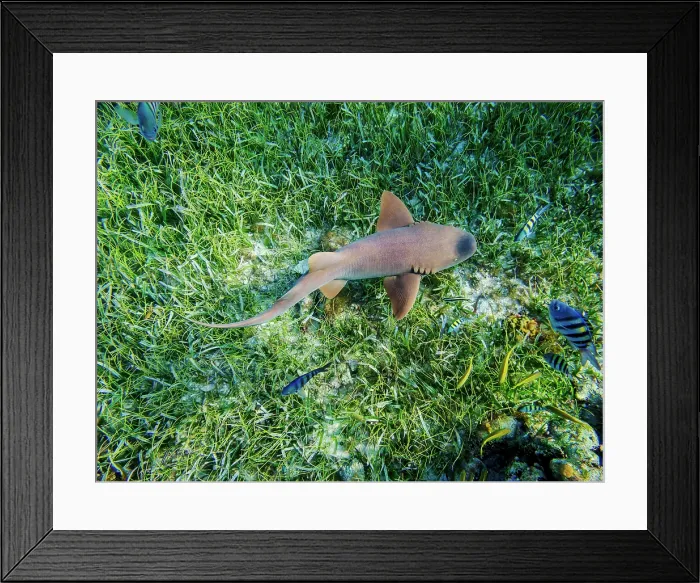 Framed Print : Nurse shark (Ginglymostoma cirratum) seen during the Palancar Gardens, El Cielito and Colombia Deep Reef Snorkelling Tour, Cozumel Island, Quintana Roo State, Mexico Framed Print : Nurse shark (Ginglymostoma cirratum) seen during the Palancar Gardens, El Cielito and Colombia Deep Reef Snorkelling Tour, Cozumel Island, Quintana Roo State, Mexico