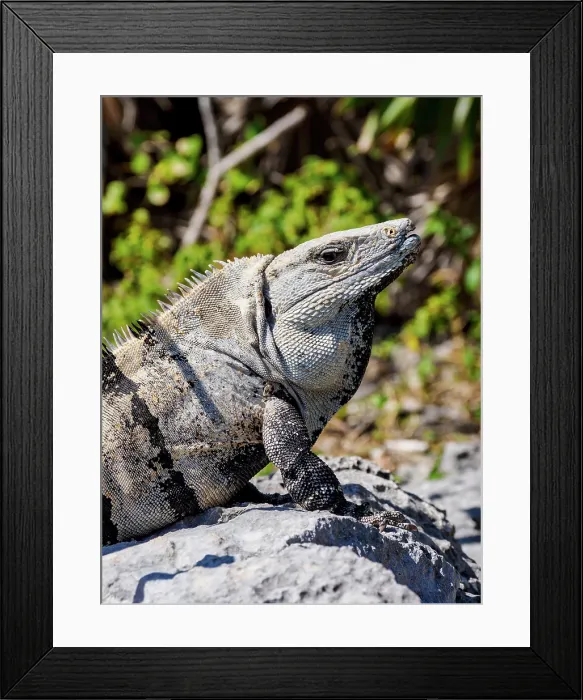 Framed Print : Iguana at Tulum Archeological Site, Quintana Roo State, Mexico Framed Print : Iguana at Tulum Archeological Site, Quintana Roo State, Mexico