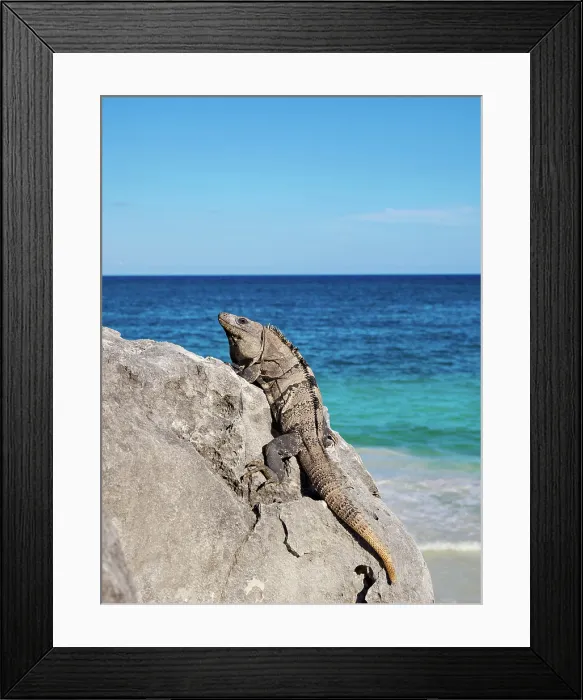 Framed Print : Iguana at the rock with Caribbean Sea in the background, Paradise Beach, Tulum, Quintana Roo State, Mexico Framed Print : Iguana at the rock with Caribbean Sea in the background, Paradise Beach, Tulum, Quintana Roo State, Mexico