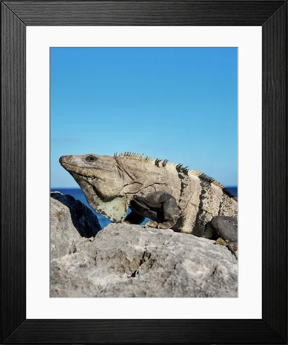 Framed Print : Iguana at the rock with Caribbean Sea in the background, Paradise Beach, Tulum, Quintana Roo State, Mexico Framed Print : Iguana at the rock with Caribbean Sea in the background, Paradise Beach, Tulum, Quintana Roo State, Mexico