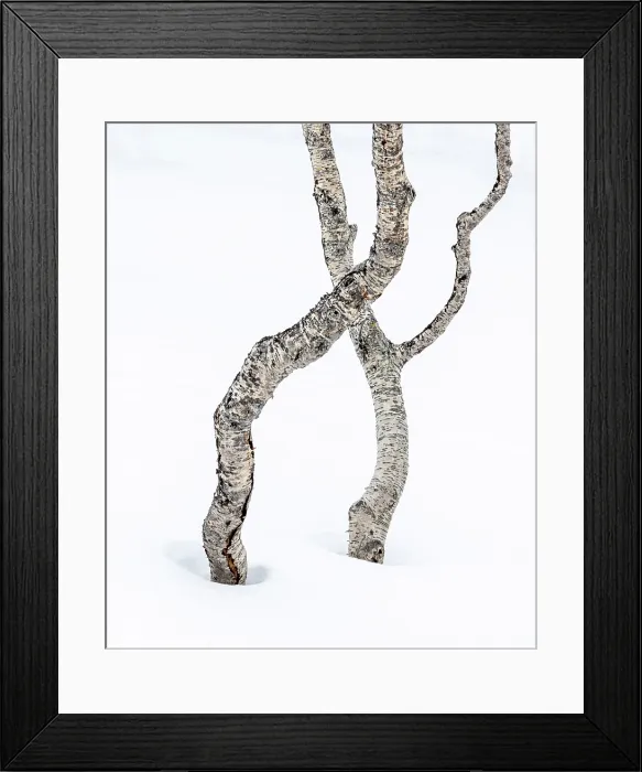 Framed Print : Birch tree trucks in the snow, Mefjordbotn, Senja, Norway Framed Print : Birch tree trucks in the snow, Mefjordbotn, Senja, Norway