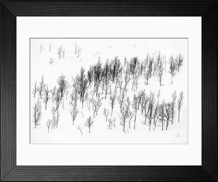 Framed Print : Trees in the snow, Senja, Norway Framed Print : Trees in the snow, Senja, Norway