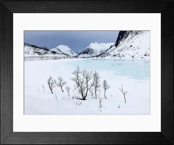 Framed Print : Winter scene of snow covered mountains, blue ice and bare trees near Bergsbotn, Senja, Norway Framed Print : Winter scene of snow covered mountains, blue ice and bare trees near Bergsbotn, Senja, Norway