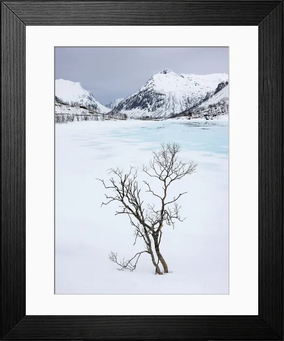 Framed Print : Winter scene of snow covered mountains and bare trees near Bergsbotn, Senja, Norway Framed Print : Winter scene of snow covered mountains and bare trees near Bergsbotn, Senja, Norway