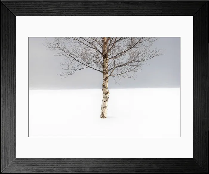 Framed Print : Single tree in the snow, Bergsbotn, Senja, Norway Framed Print : Single tree in the snow, Bergsbotn, Senja, Norway