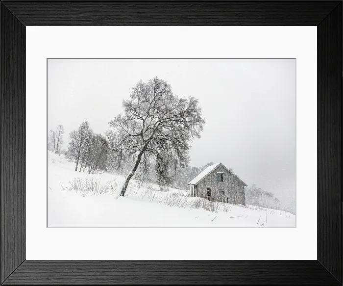 Framed Print : Tree and hut in falling snow, Bergsbotn, Senja, Norway Framed Print : Tree and hut in falling snow, Bergsbotn, Senja, Norway