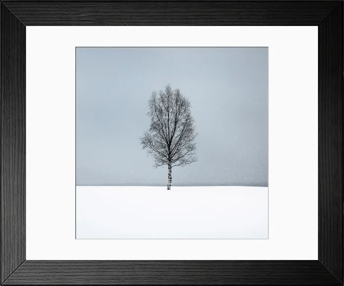 Framed Print : Single tree in the snow, Bergsbotn, Senja, Norway Framed Print : Single tree in the snow, Bergsbotn, Senja, Norway