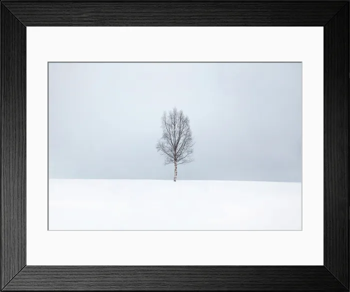 Framed Print : Single tree in the snow, Bergsbotn, Senja, Norway
