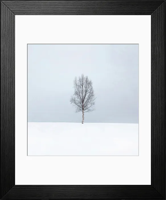 Framed Print : Single tree in the snow, Bergsbotn, Senja, Norway Framed Print : Single tree in the snow, Bergsbotn, Senja, Norway