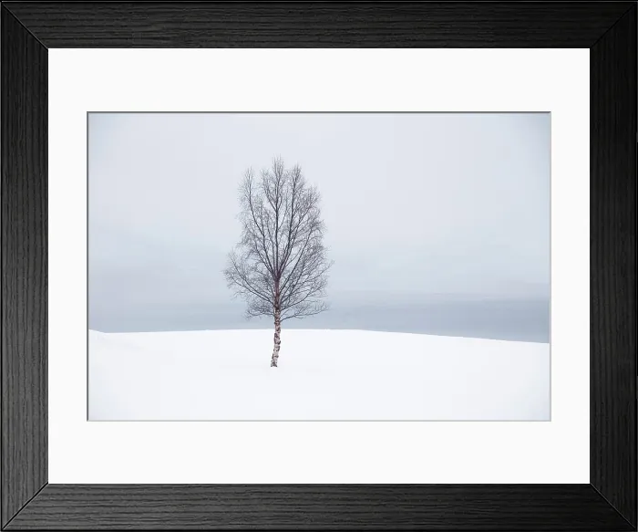 Framed Print : Single tree in the snow, Bergsbotn, Senja, Norway Framed Print : Single tree in the snow, Bergsbotn, Senja, Norway