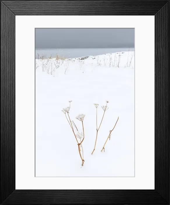 Framed Print : Dead plants in deep snow, Senja, Norway Framed Print : Dead plants in deep snow, Senja, Norway