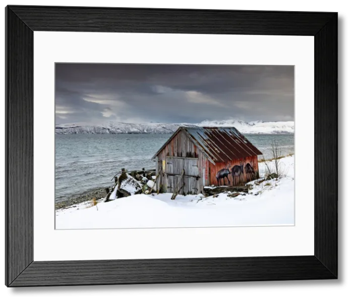 Framed Print : Old red wooden hut (rorbu) in snow, near Straumsgard, near Tromso, Norway