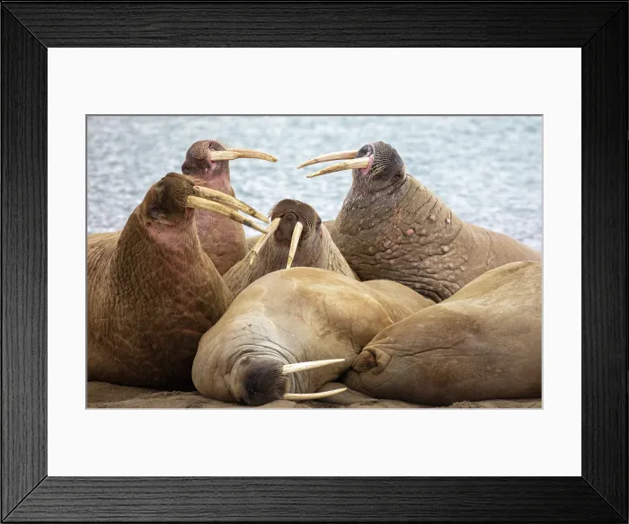 Framed Print : Group of Walrus (Odobenus rosmarus) on the shore, Spitsbergen, Svalbard, Norway Framed Print : Group of Walrus (Odobenus rosmarus) on the shore, Spitsbergen, Svalbard, Norway