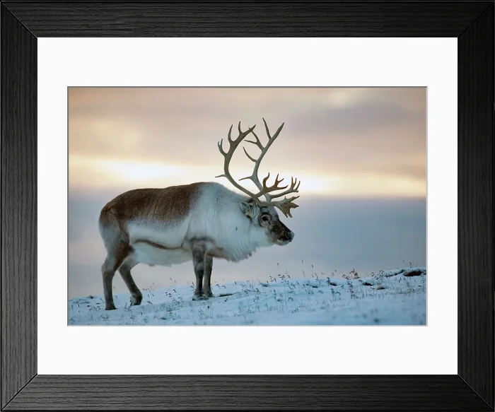 Framed Print : Reindeer in snow at sunset, Spitsbergen, Svalbard, Arctic, Norway