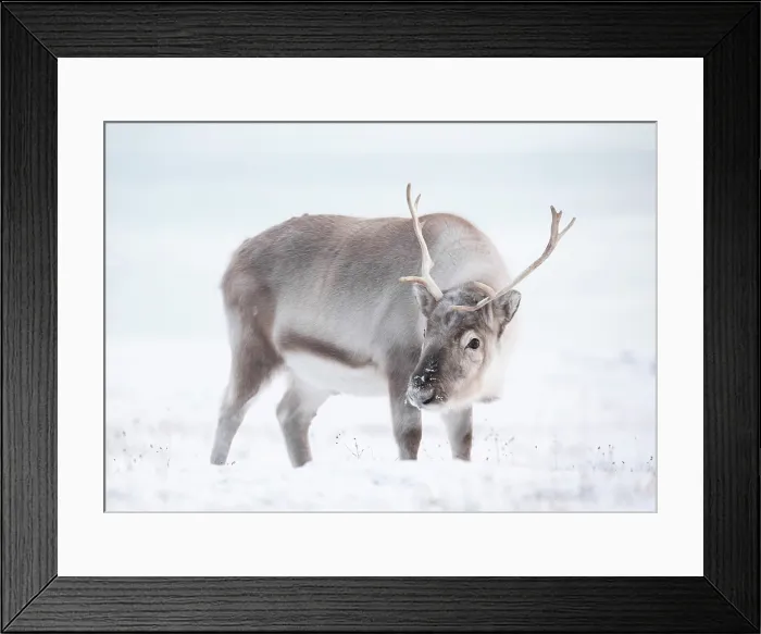 Framed Print : Young reindeer in snow, Spitsbergen, Svalbard, Arctic, Norway Framed Print : Young reindeer in snow, Spitsbergen, Svalbard, Arctic, Norway