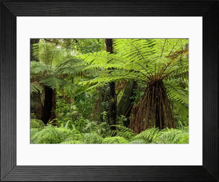 Framed Print : Native tree ferns in Christchurch Botanical Gardens, Christchurch, South Island, New Zealand. Autumn (May) 2025 Framed Print : Native tree ferns in Christchurch Botanical Gardens, Christchurch, South Island, New Zealand. Autumn (May) 2025