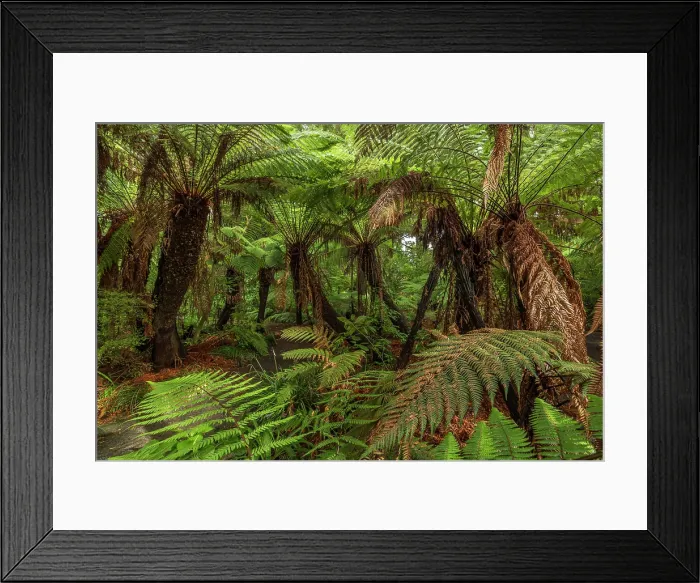 Framed Print : Native tree fern forest in Christchurch Botanical Gardens, Christchurch, South Island, New Zealand. Autumn (May) 2025 Framed Print : Native tree fern forest in Christchurch Botanical Gardens, Christchurch, South Island, New Zealand. Autumn (May) 2025