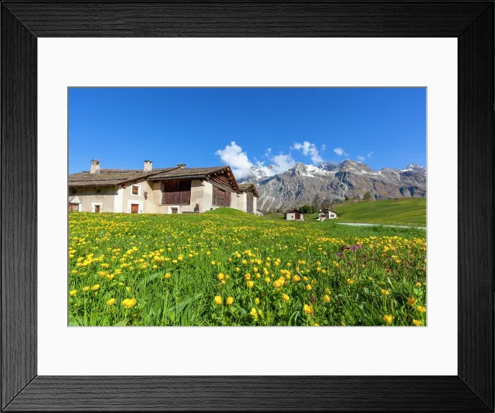 Framed Print : Buttercup flowers in spring, Fex Valley, Upper Engadine, Graubunden, Switzerland Framed Print : Buttercup flowers in spring, Fex Valley, Upper Engadine, Graubunden, Switzerland