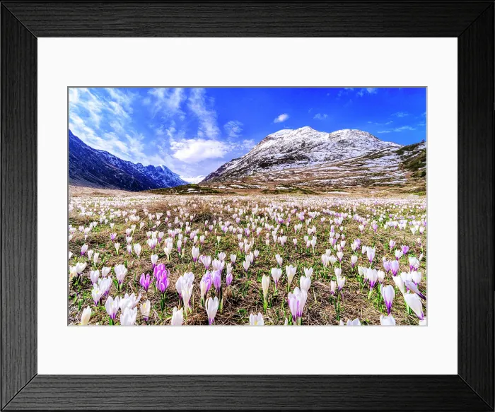 Framed Print : Crocus in bloom, Val Fedoz, Engadin, Graubunden, Maloja Region, Switzerland