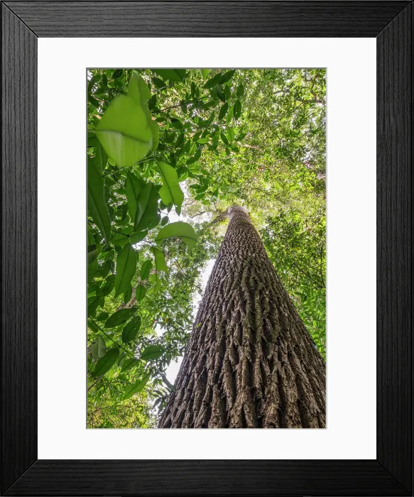 Framed Print : Americas, South America, Colombia, Guainia Department, Orinoco River Basin, Orinoco River, Tuparro National Park, Giant rainforest tree in the Orinoco Basin