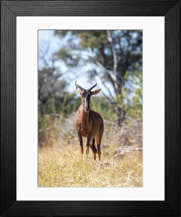Framed Print : A Tsessebe, Okavango Delta, Botswana Framed Print : A Tsessebe, Okavango Delta, Botswana