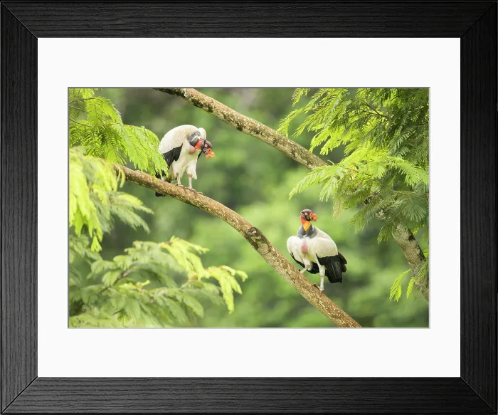 Framed Print : Two adult King Vulture (Sarcoramphus papa) in lowland rainforest, Boca Tapada, Costa Rica, November 2024 Framed Print : Two adult King Vulture (Sarcoramphus papa) in lowland rainforest, Boca Tapada, Costa Rica, November 2024