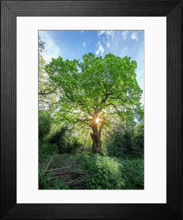Framed Print : United Kingdom, England, London, Hampstead, Hampstead Heath park; sunlight through the leaves of an ancient oak tree on the heath