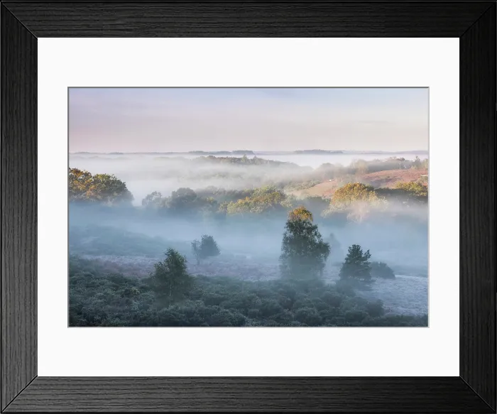 Framed Print : Lowland Heathland at Millersford Bottom, Fordingbridge, New Forest Natioinal Park, Hampshire, England, November 2021 Framed Print : Lowland Heathland at Millersford Bottom, Fordingbridge, New Forest Natioinal Park, Hampshire, England, November 2021