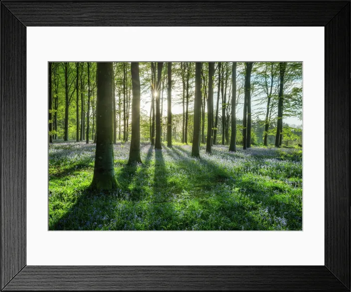 Framed Print : Bluebells (Endymion non-scriptus) in bloom in deciduous broadleaved beech woodland at sunrise, Cranborne Chase, Dorset, England, UK, April 2024 Framed Print : Bluebells (Endymion non-scriptus) in bloom in deciduous broadleaved beech woodland at sunrise, Cranborne Chase, Dorset, England, UK, April 2024