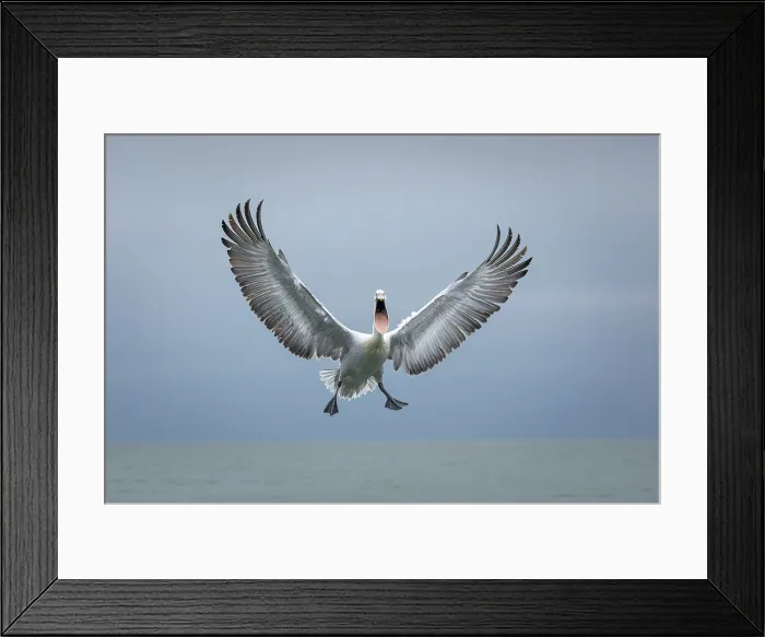 Framed Print : Dalmatian Pelican (Pelecanus crispus) in flight, Lake Kerkini, Greece Framed Print : Dalmatian Pelican (Pelecanus crispus) in flight, Lake Kerkini, Greece