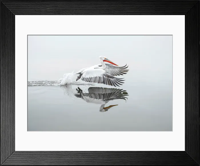 Framed Print : Dalmatian Pelican (Pelecanus crispus) taking off from Lake Kerkini, Greece, February 2014 Framed Print : Dalmatian Pelican (Pelecanus crispus) taking off from Lake Kerkini, Greece, February 2014