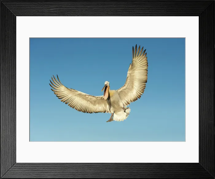 Framed Print : Dalmatian Pelican (Pelecanus crispus) in flight, Lake Kerkini, Greece Framed Print : Dalmatian Pelican (Pelecanus crispus) in flight, Lake Kerkini, Greece