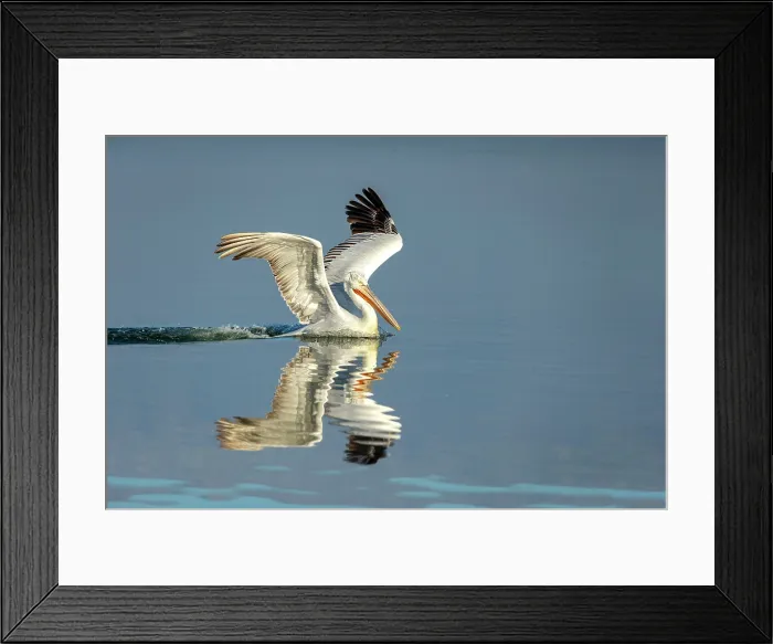 Framed Print : Dalmatian Pelican (Pelecanus crispus) landing on Lake Kerkini, Greece, January 2020 Framed Print : Dalmatian Pelican (Pelecanus crispus) landing on Lake Kerkini, Greece, January 2020