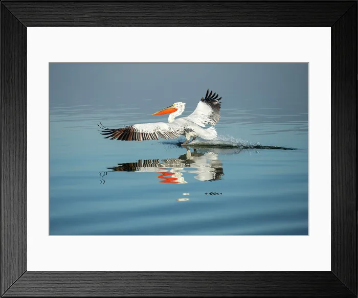 Framed Print : Dalmatian Pelican (Pelecanus crispus) landing on Lake Kerkini, Greece, January 2020 Framed Print : Dalmatian Pelican (Pelecanus crispus) landing on Lake Kerkini, Greece, January 2020