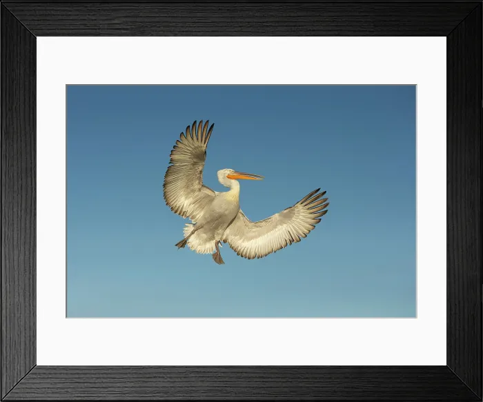Framed Print : Dalmatian Pelican (Pelecanus crispus) in flight, Lake Kerkini, Greece Framed Print : Dalmatian Pelican (Pelecanus crispus) in flight, Lake Kerkini, Greece