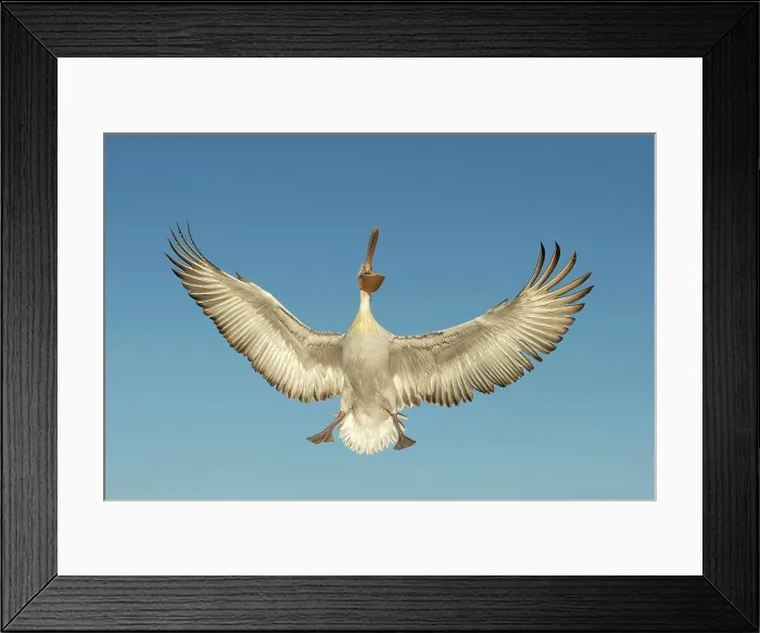 Framed Print : Dalmatian Pelican (Pelecanus crispus) in flight, Lake Kerkini, Greece Framed Print : Dalmatian Pelican (Pelecanus crispus) in flight, Lake Kerkini, Greece