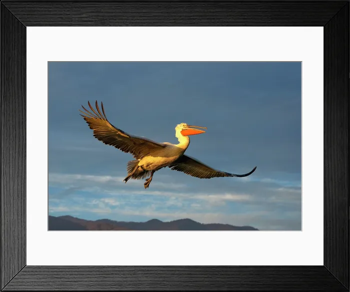 Framed Print : Dalmatian Pelican (Pelecanus crispus) in flight, Lake Kerkini, Greece Framed Print : Dalmatian Pelican (Pelecanus crispus) in flight, Lake Kerkini, Greece