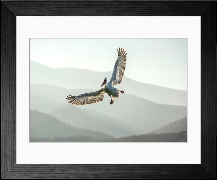 Framed Print : Dalmatian Pelican (Pelecanus crispus) in flight, Lake Kerkini, Greece