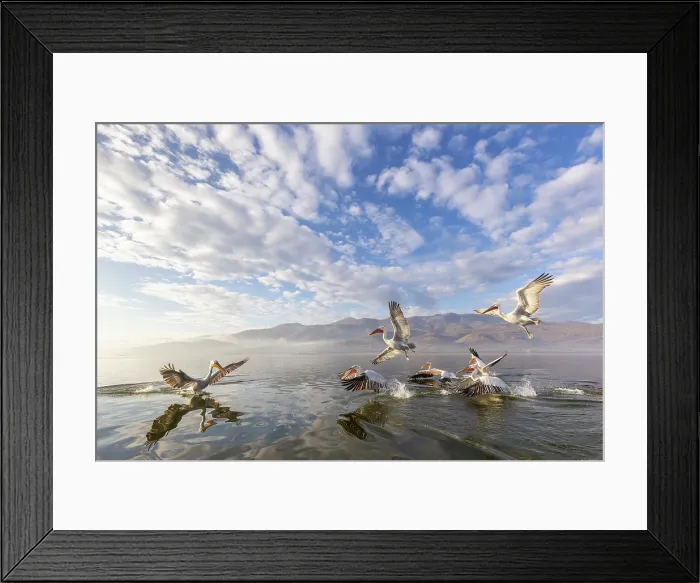 Framed Print : Flock of Dalmatian Pelicans (Pelecanus crispus) feeding on Lake Kerkini, Greece Framed Print : Flock of Dalmatian Pelicans (Pelecanus crispus) feeding on Lake Kerkini, Greece
