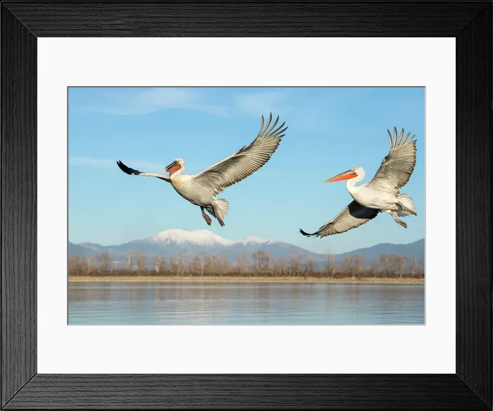 Framed Print : Two Dalmatian Pelicans (Pelecanus crispus) in flight over Lake Kerkini, Greece