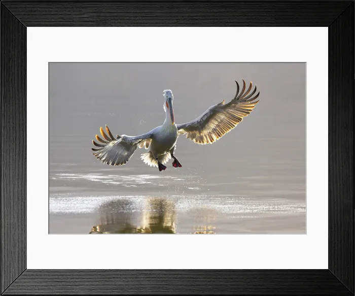 Framed Print : Dalmatian Pelican (Pelecanus crispus) landing on Lake Kerkini, Greece Framed Print : Dalmatian Pelican (Pelecanus crispus) landing on Lake Kerkini, Greece