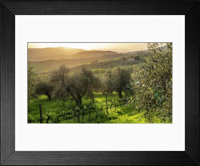 Framed Print : Europe, Italy, Tuscany. Florence, Pontassieve area. In the olive groves of the Fattoria Lavacchio at sunset with views toward the Apennin Mountains Framed Print : Europe, Italy, Tuscany. Florence, Pontassieve area. In the olive groves of the Fattoria Lavacchio at sunset with views toward the Apennin Mountains