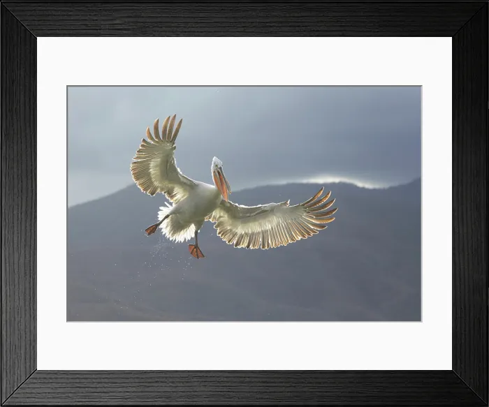 Framed Print : Dalmatian Pelican (Pelecanus crispus) in flight, Lake Kerkini, Greece Framed Print : Dalmatian Pelican (Pelecanus crispus) in flight, Lake Kerkini, Greece